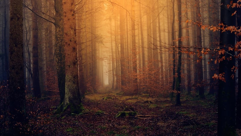Mystical Woodland Locations
